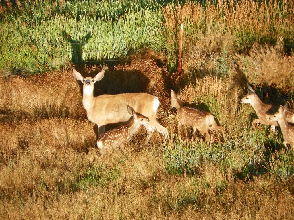 Elk Run Inn Craig Eksteriør billede